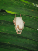 053_FY2017_Panasonic_fledermaus