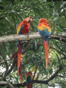 053_FY2017_Panasonic_papageien