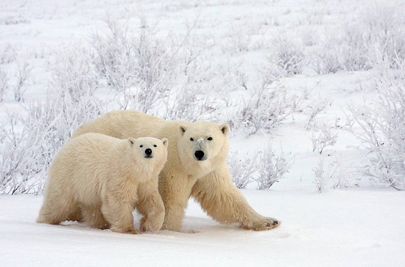 El fotógrafo de naturaleza Andoni Canela prepara su nuevo trabajo con la Lumix G9