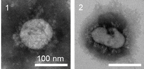 คร้้งแรกของโลก*¹ ที่ได้รับการรับรองว่าเทคโนโลยี nanoe™ สามารถเข้าทำลายโครงสร้างเชื้อไวรัส SARS-CoV-2 ได้