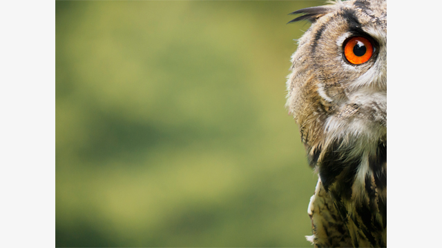 Soyez inspirés - Objectifs Lumix G H-FS100300