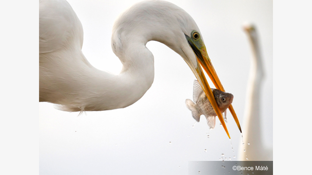 Soyez inspirés - Objectifs Lumix G H-FS100300