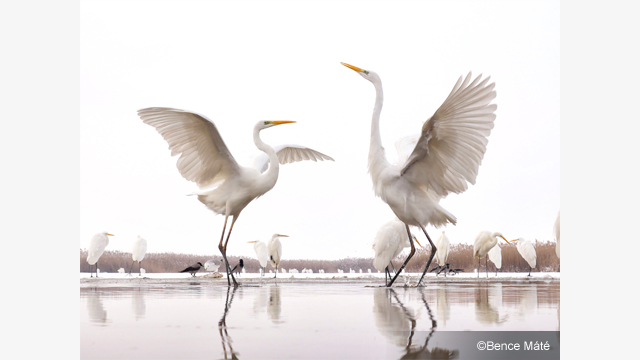 Lasciati ispirare - H-HS12035 Obiettivo intercambiabile