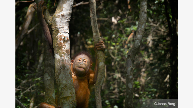 Get Inspired - LUMIX G Lens H-FS14140