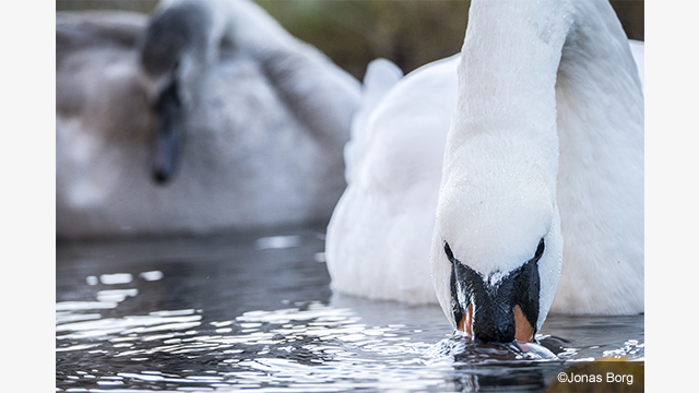 Soyez inspirés - Objectifs Lumix G H-FS45150