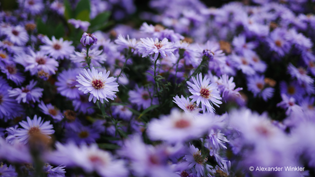 Inspirationen - H-H020A LUMIX G 20 mm / F1.7 II ASPH.