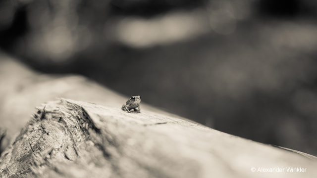 Inspirationen - H-H020A LUMIX G 20 mm / F1.7 II ASPH.