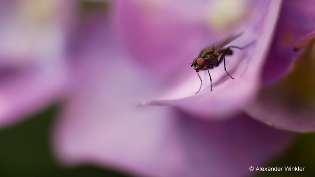 Inspirationen - H-H020A LUMIX G 20 mm / F1.7 II ASPH.