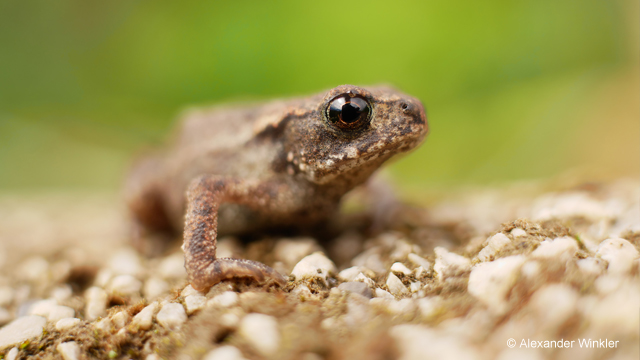 Inspirationen - H-H020A LUMIX G 20 mm / F1.7 II ASPH.