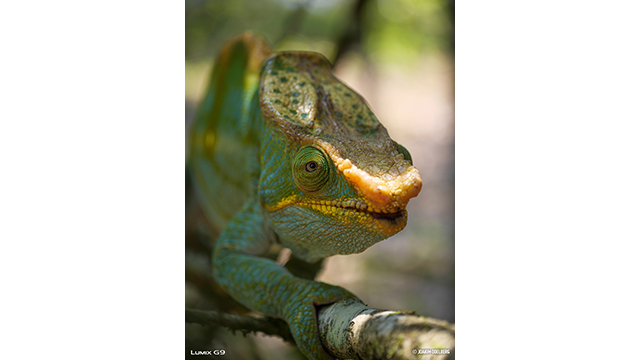 Soyez inspirés - Appareil photo hybride DC-G9