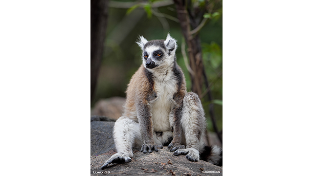 Soyez inspirés - Appareil photo hybride DC-G9