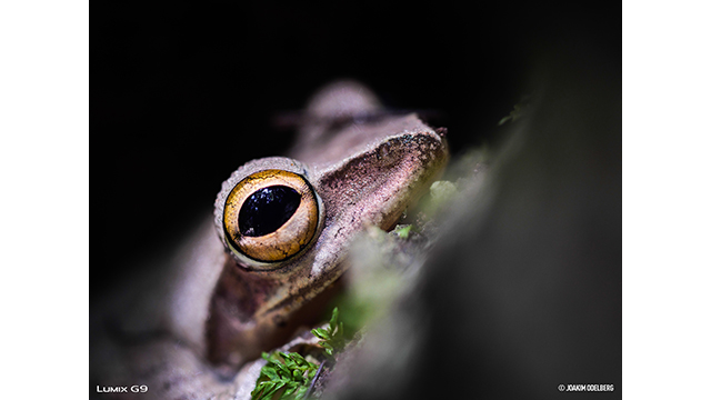 Soyez inspirés - Appareil photo hybride DC-G9