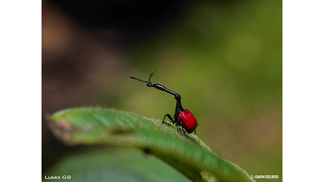 Soyez inspirés - Appareil photo hybride DC-G9