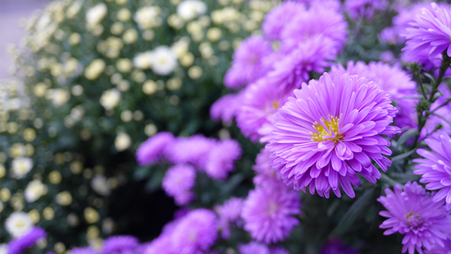 Bli inspirerad - DMC-CM1