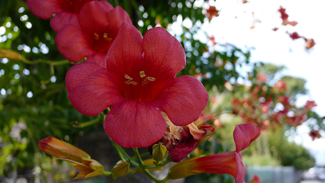 Bli inspirerad - DMC-CM1