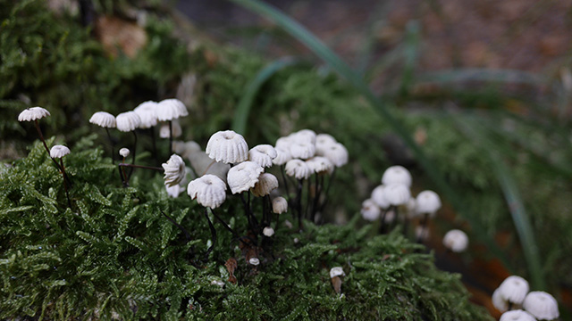 Bli inspirerad - DMC-CM1