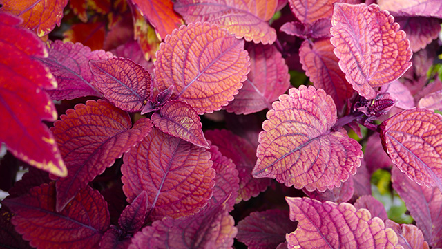 Bli inspirerad - DMC-CM1