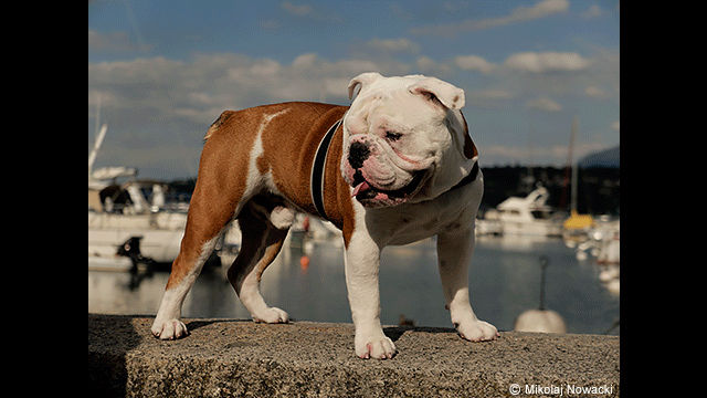 ¿Necesitas ideas? - Cámara digital LUMIX DC-LX100 II