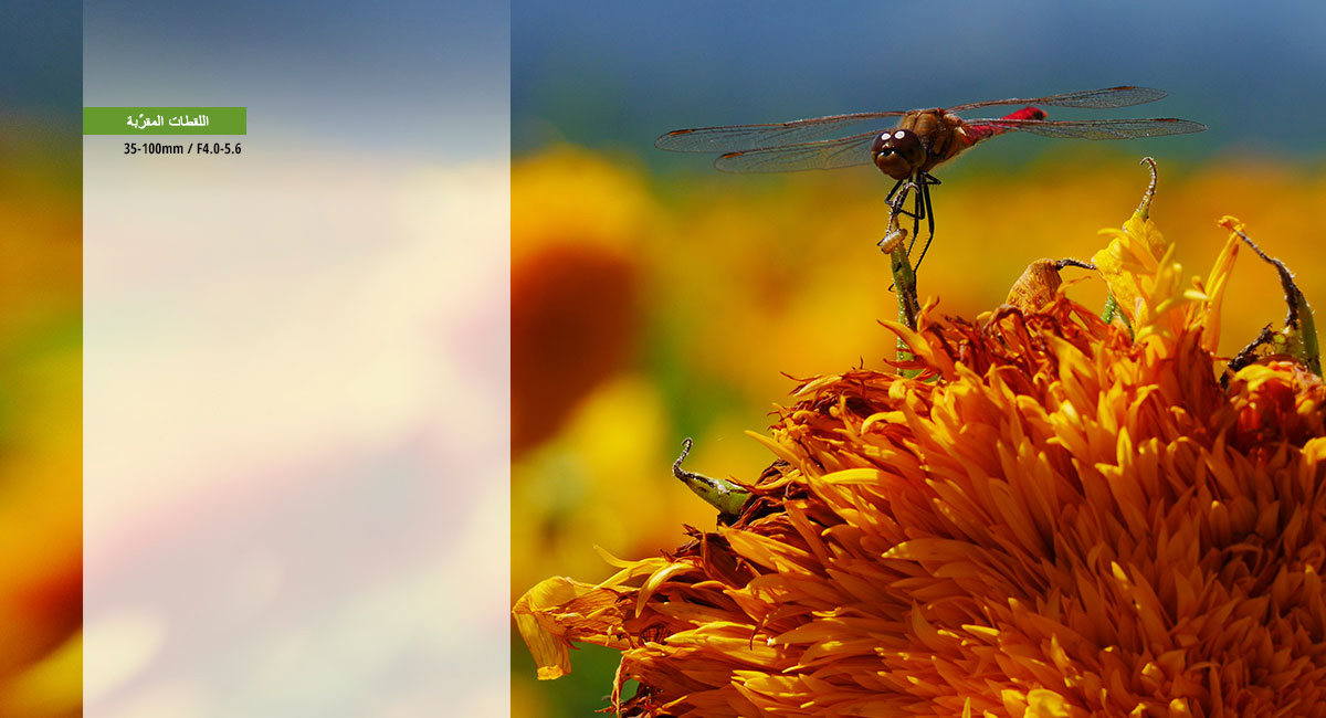 كن أكثر قربًا من المشهد