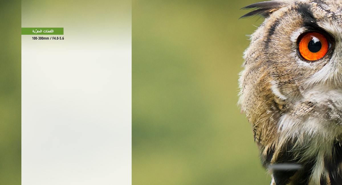 الحركة المكثفة