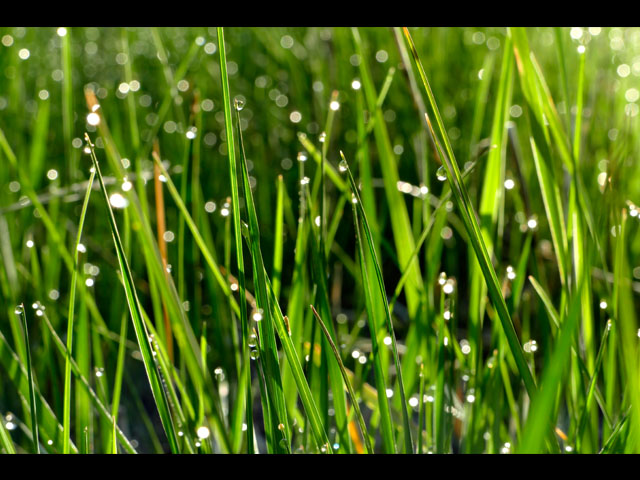 المعرض الخاص بكاميرا LUMIX DMC-FZ1000