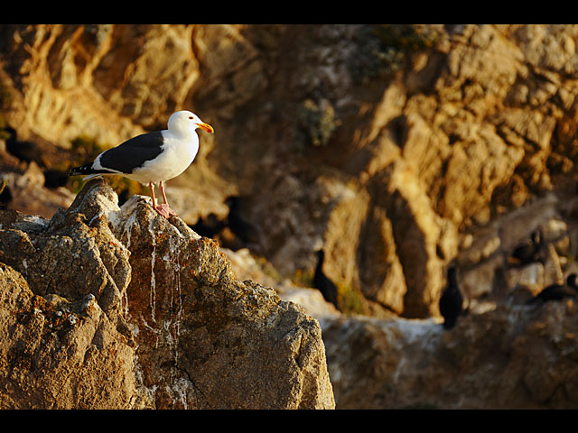 المعرض الخاص بكاميرا LUMIX DMC-FZ1000