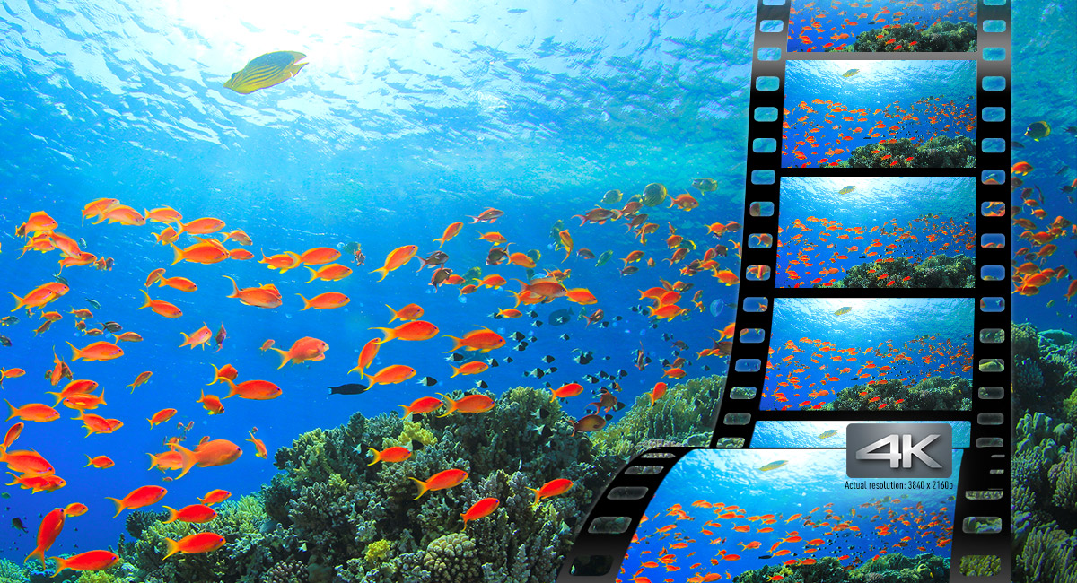 Sharper, Clearer Motion — 4K Video