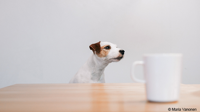 Get Inspired - LUMIX Digital Single Lens Mirrorless Camera DC-GX850