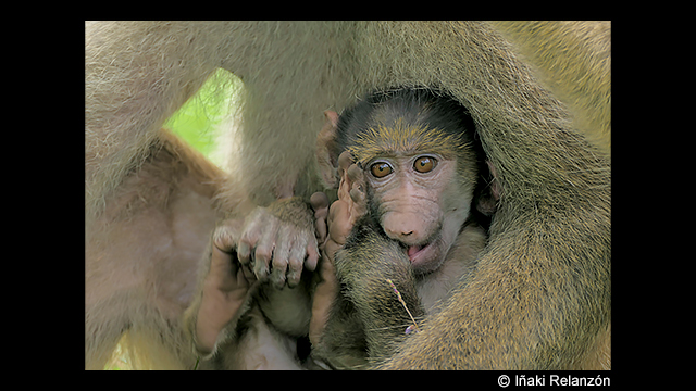 Get Inspired - LUMIX Digital Camera DC-FZ1000M2