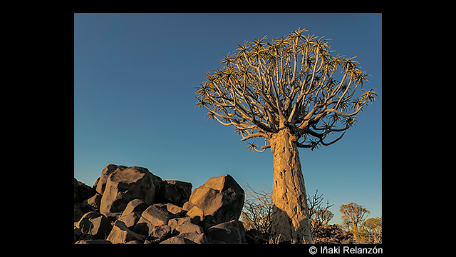 Get Inspired - LUMIX Digital Camera DC-FZ1000M2