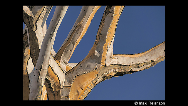 Get Inspired - LUMIX Digital Camera DC-FZ1000M2