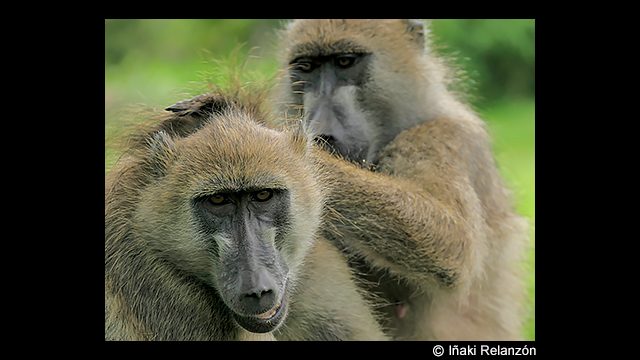 Get Inspired - LUMIX Digital Camera DC-FZ1000M2