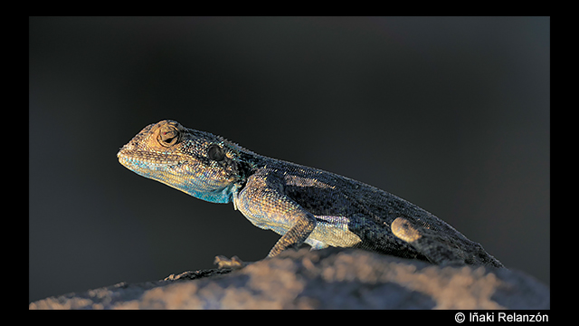 Get Inspired - LUMIX Digital Camera DC-FZ1000M2