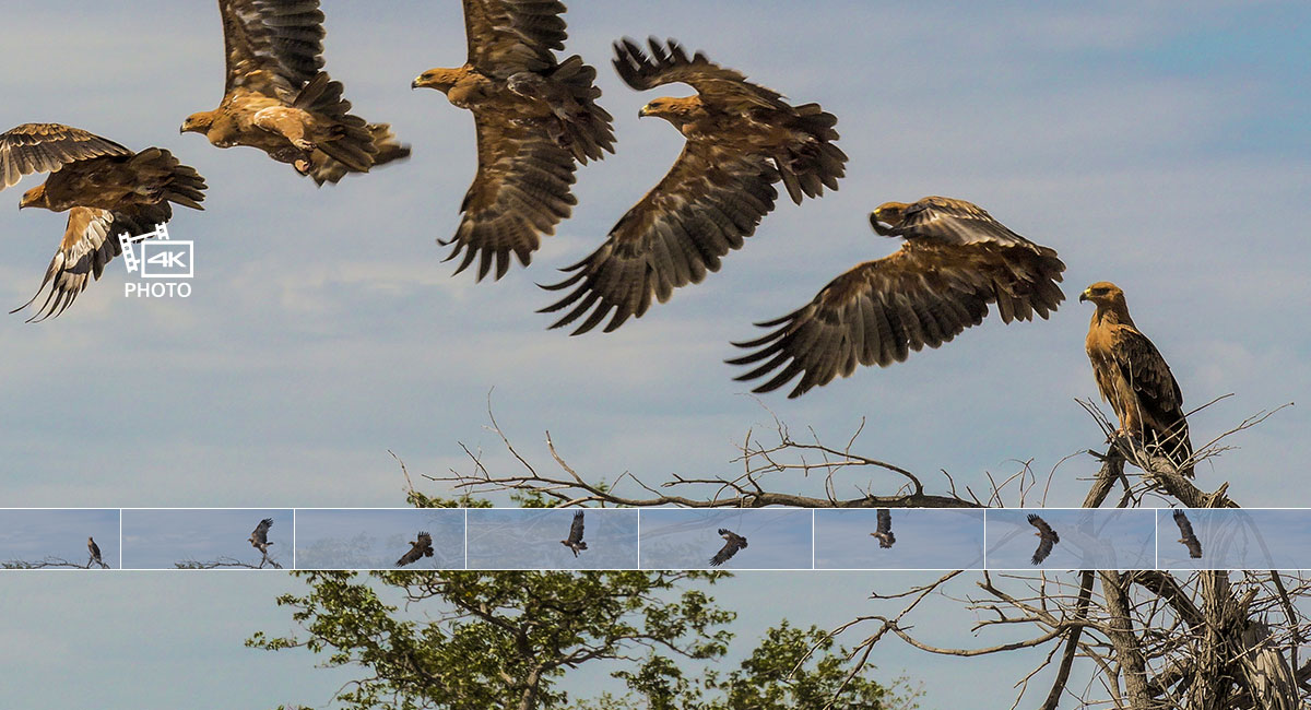 4K PHOTO – Compose your perfect sequence