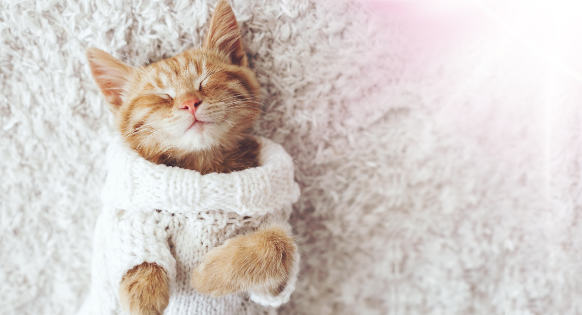 
Luxurious levels of comfort