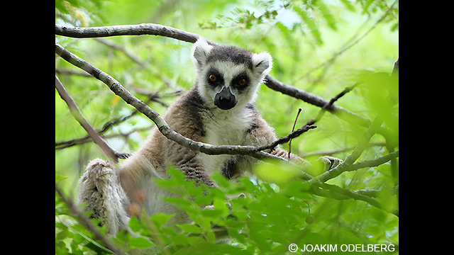 Bli inspirerad - H-ES200 LUMIX G Fast Brännvidd