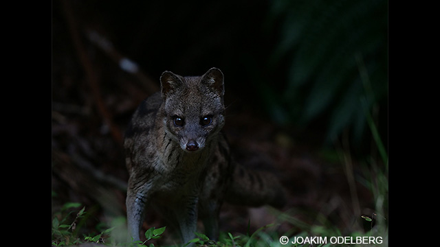 Bli inspirerad - H-ES200 LUMIX G Fast Brännvidd