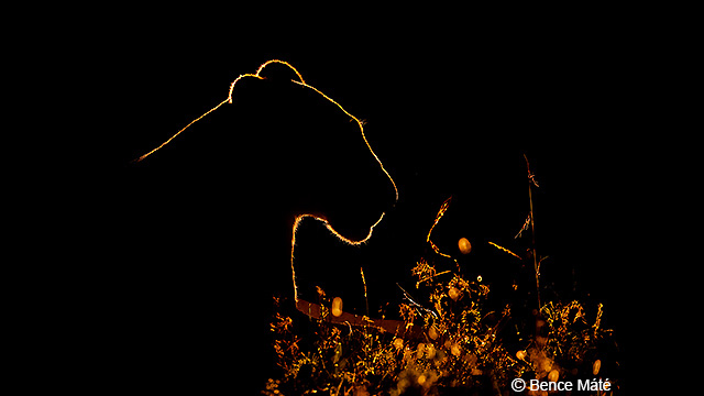 Bli inspirerad - H-ES200 LUMIX G Fast Brännvidd