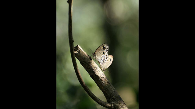 影音圖片集 - LUMIX 數位相機 DC-FZ10002