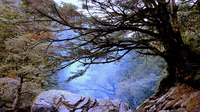 影音圖片集 - LUMIX 數位相機 DC-FZ10002