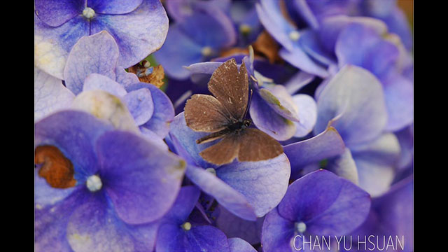 影音圖片集 - LUMIX 數位相機 DC-FZ10002