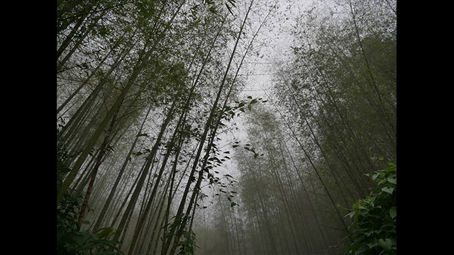 影音圖片集 - LUMIX 數位相機 DC-FZ10002