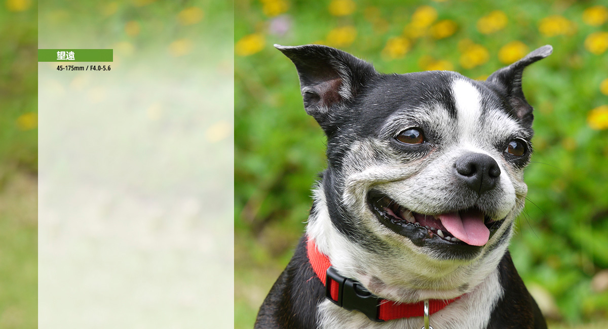 動態的相片和影片 