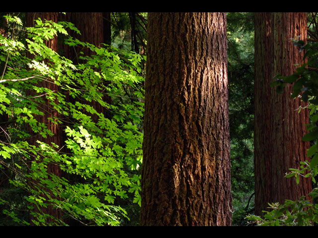 LUMIX DMC-FZ1000 SPECIAL GALLERY