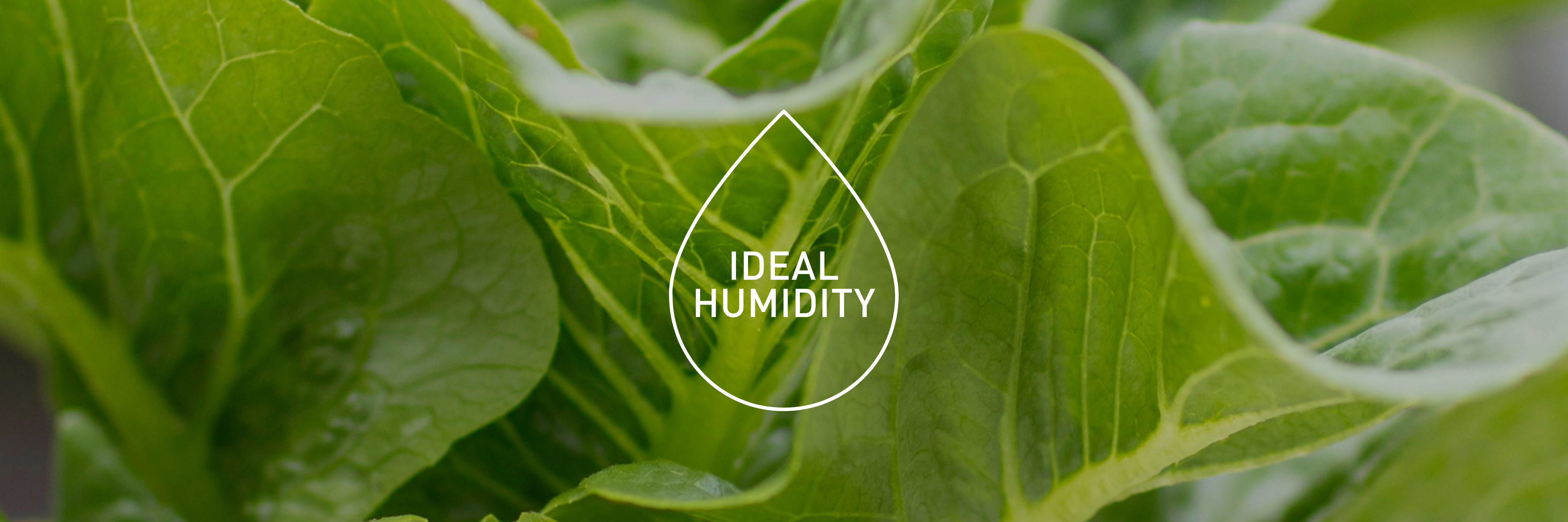 Freshness Guaranteed