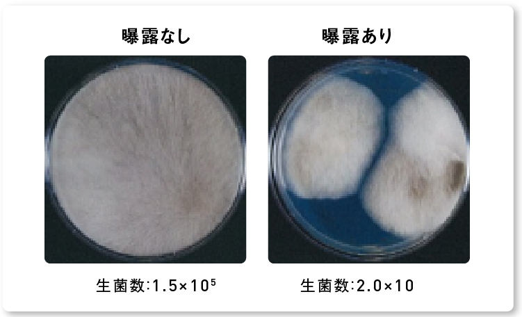 画像：ナノイー（帯電微粒子水）を8時間曝露した後のケカビの生菌数減少の様子