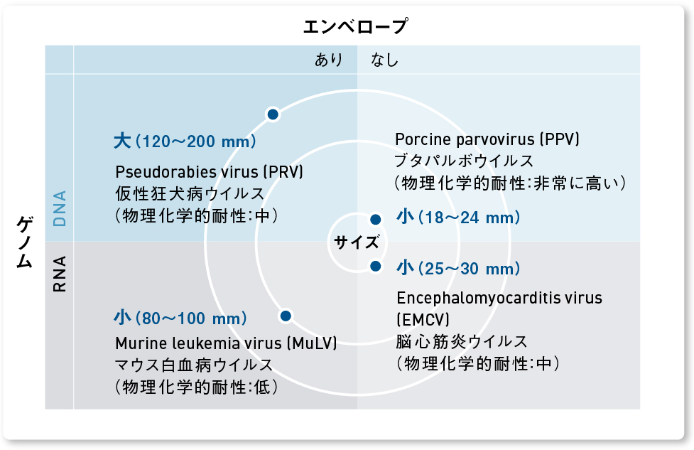 ウイルスクリアランス試験とは：ウイルスの特徴分類「エンベロープ」「ゲノム」「サイズ」