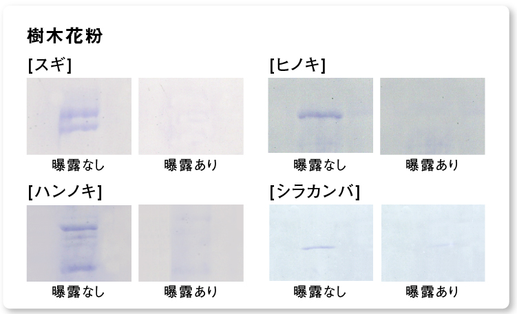結果画像：ナノイー（高機能帯電微粒子水）を24時間曝露した後の樹木花粉アレルゲン4種の分解・抑制の様子