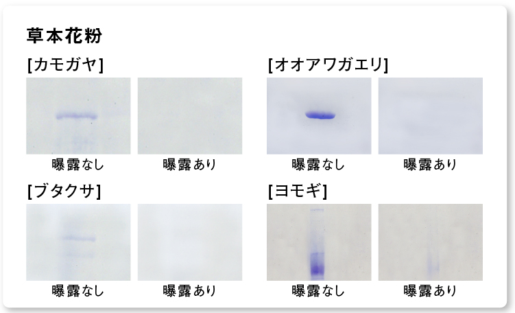 結果画像：ナノイー（高機能帯電微粒子水）を24時間曝露した後の草本花粉アレルゲン4種の分解・抑制の様子