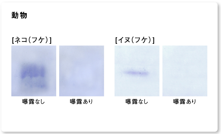 結果画像：ナノイー（高機能帯電微粒子水）を24時間曝露した後の動物アレルゲン2種の分解・抑制の様子